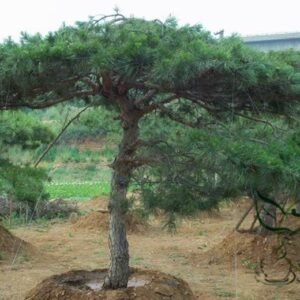 Pinus Tabuliformis, Chinese Red Pine Seed 1000 PCS, Tree Seeds Yousong