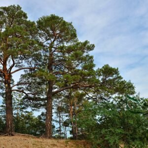 Pinus Sylvestris, Scots Pine Seed 1000 PCS, Tree Seeds Zhangzisong