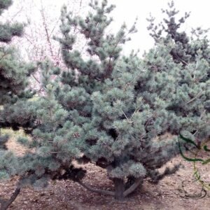 Pinus Parviflora, Japanese White Pine Seed 1000 PCS, Wuzhensong