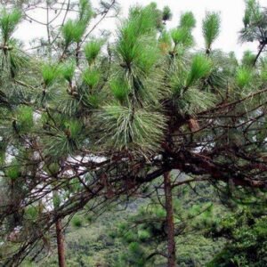 Pinus Massoniana, Masson's Pine Seed 1000 PCS, Horsetail Pine Maweisong