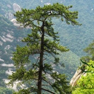 Pinus Armandii, Chinese White Pine Seed 200 PCS, Tree Seeds Huashansong