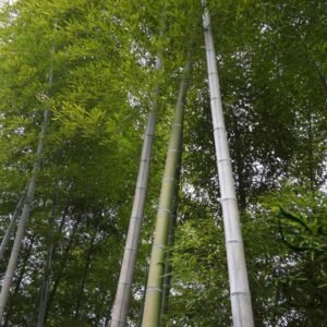 Phyllostachys Heterocycla, Moso Bamboo Seed 500 PCS, Mosuozhu