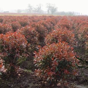 Photinia Fraseri, Fraser Photinia Seed 1000 PCS, Red Robin Hongye Shinan