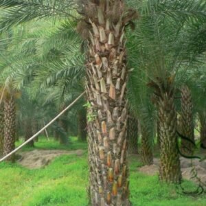 Phoenix Dactylifera, Date Palm Seed 100 PCS, Date Haizao