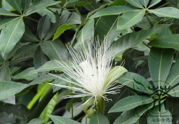 Pachira Macrocarpa, Guiana Chestnut Seed 30 PCS, Malabali - Image 5