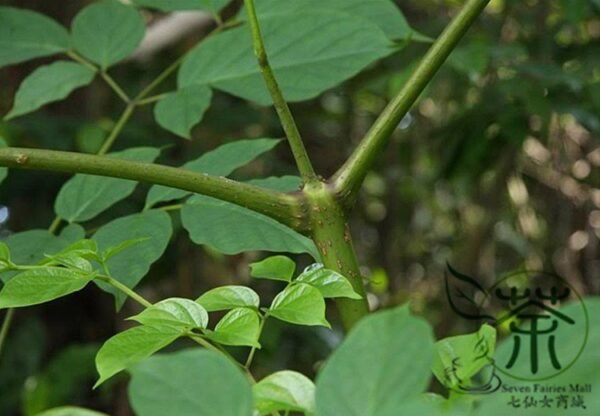 Oroxylum Indicum, Broken Bones Seed 200 PCS, Indian Caper Muhudie