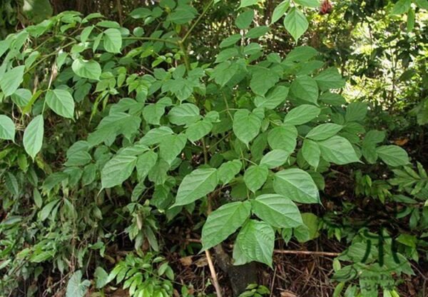 Oroxylum Indicum, Broken Bones Seed 200 PCS, Indian Caper Muhudie - Image 3