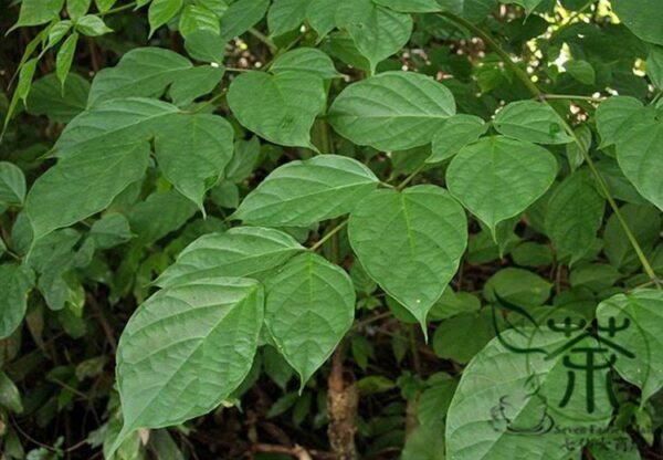 Oroxylum Indicum, Broken Bones Seed 200 PCS, Indian Caper Muhudie - Image 4