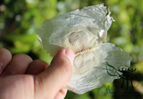 Oroxylum Indicum, Broken Bones Seed 200 PCS, Indian Caper Muhudie - Image 8