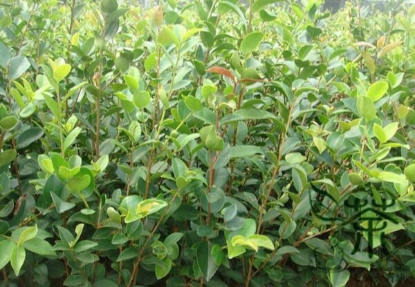 Oil Camellia, Camellia Oleifera Seed 50 PCS, Honghua Youcha