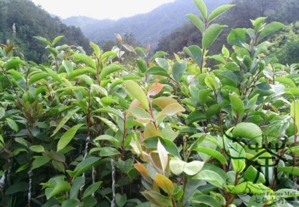 Oil Camellia, Camellia Oleifera Seed 50 PCS, Honghua Youcha - Image 3