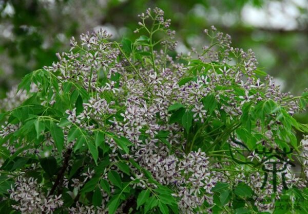 Melia Azedarach, Chinaberry Tree Seed 200 PCS, White Cedar Kulian - Image 4