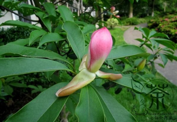 Manglietia Insignis, Red Lotus Seed 300 PCS, Honghua Mulian - Image 3