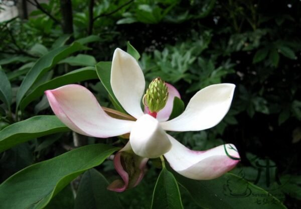 Manglietia Insignis, Red Lotus Seed 300 PCS, Honghua Mulian - Image 4