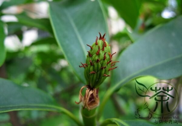 Manglietia Insignis, Red Lotus Seed 300 PCS, Honghua Mulian - Image 7