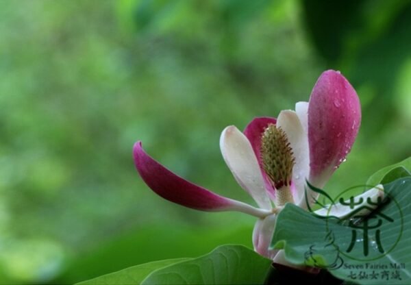 Manglietia Insignis, Red Lotus Seed 300 PCS, Honghua Mulian - Image 8