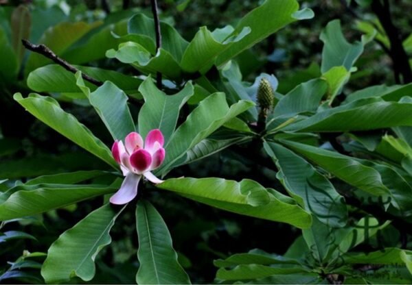 Manglietia Insignis, Red Lotus Seed 300 PCS, Honghua Mulian - Image 9