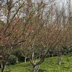 Malus Halliana, Hall Crabapple Seed 1000 PCS, Chuisi Haitang