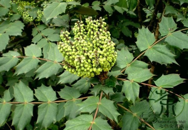 Mahonia Fortunei, Chinese Mahonia Seed 500 PCS, Shida Gonglao - Image 4