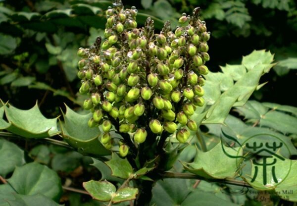 Mahonia Fortunei, Chinese Mahonia Seed 500 PCS, Shida Gonglao - Image 5