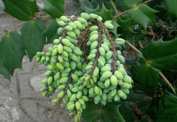 Mahonia Fortunei, Chinese Mahonia Seed 500 PCS, Shida Gonglao - Image 6