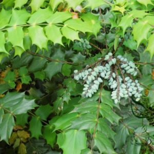 Mahonia Fortunei, Chinese Mahonia Seed 500 PCS, Shida Gonglao