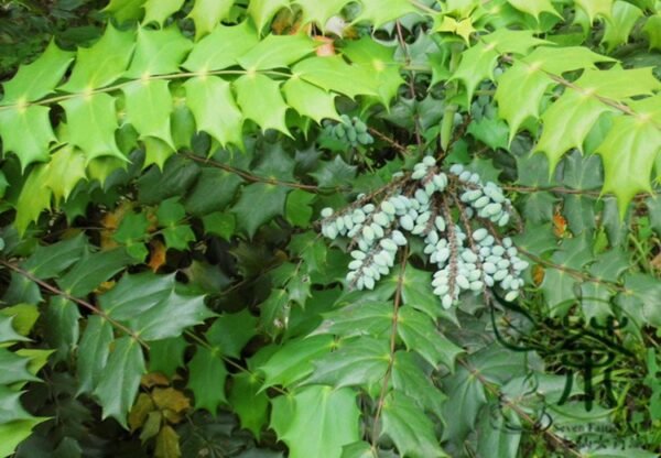 Mahonia Fortunei, Chinese Mahonia Seed 500 PCS, Shida Gonglao