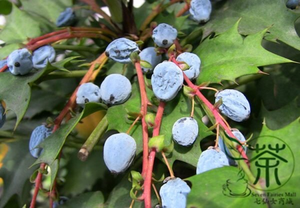 Mahonia Fortunei, Chinese Mahonia Seed 500 PCS, Shida Gonglao - Image 8