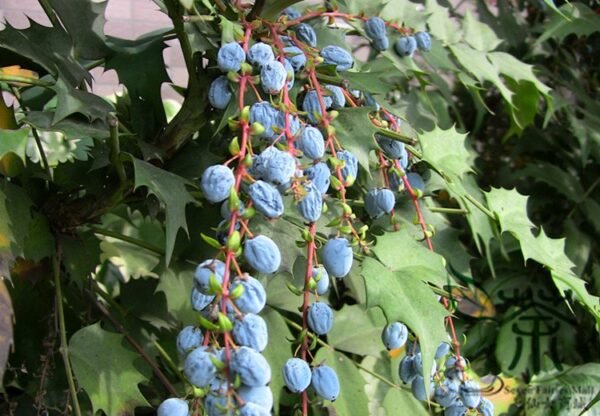 Mahonia Fortunei, Chinese Mahonia Seed 500 PCS, Shida Gonglao - Image 9