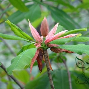 Magnolia Officinalis, Houpu Magnolia Seed 300 PCS, Magnolia-bark Houpo