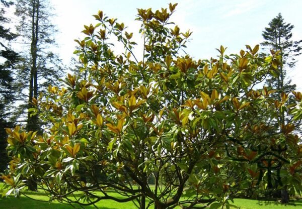 Magnolia Grandiflora, Southern Magnolia Seed 300 PCS, Tree Seeds Guangyulan - Image 4