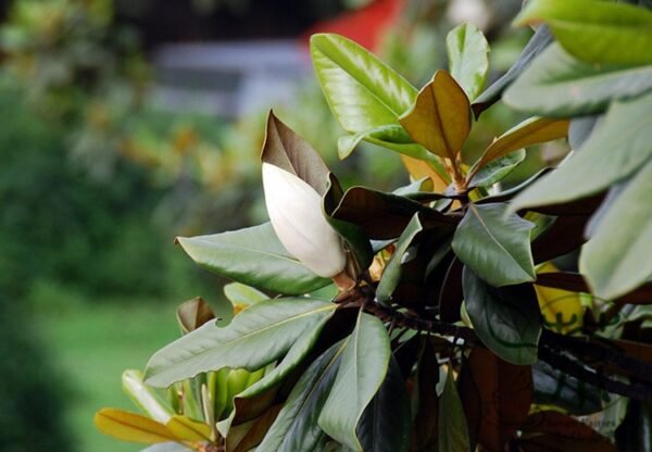 Magnolia Grandiflora, Southern Magnolia Seed 300 PCS, Tree Seeds Guangyulan - Image 6