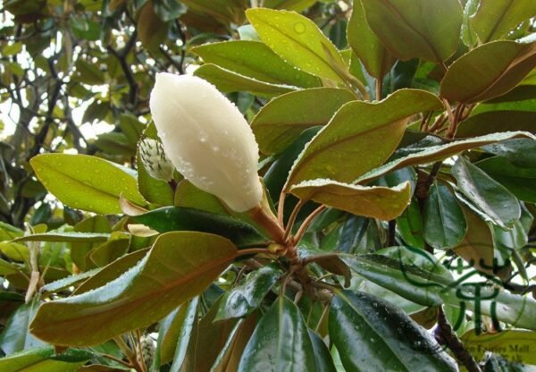 Magnolia Grandiflora, Southern Magnolia Seed 300 PCS, Tree Seeds Guangyulan - Image 7