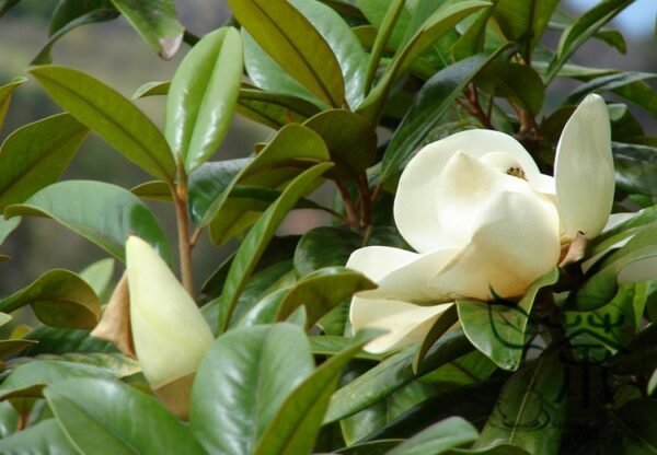 Magnolia Grandiflora, Southern Magnolia Seed 300 PCS, Tree Seeds Guangyulan - Image 8