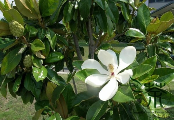 Magnolia Grandiflora, Southern Magnolia Seed 300 PCS, Tree Seeds Guangyulan - Image 9