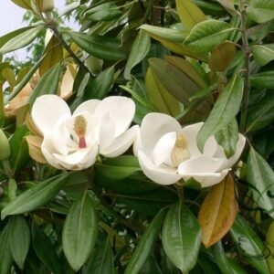 Magnolia Grandiflora, Southern Magnolia Seed 300 PCS, Tree Seeds Guangyulan