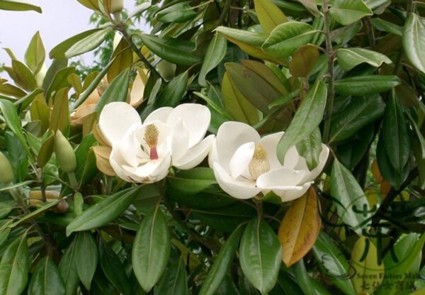 Magnolia Grandiflora, Southern Magnolia Seed 300 PCS, Tree Seeds Guangyulan