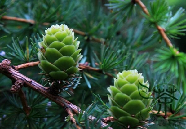 Larix Gmelinii, Dahurian Larch Seed 1000 PCS, Tree Seeds Luoyesong - Image 4