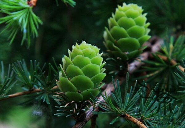 Larix Gmelinii, Dahurian Larch Seed 1000 PCS, Tree Seeds Luoyesong - Image 5