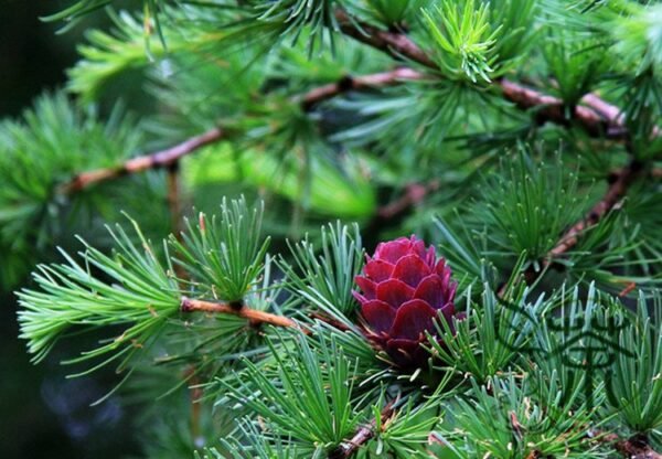 Larix Gmelinii, Dahurian Larch Seed 1000 PCS, Tree Seeds Luoyesong - Image 6