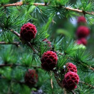 Larix Gmelinii, Dahurian Larch Seed 1000 PCS, Tree Seeds Luoyesong