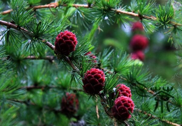 Larix Gmelinii, Dahurian Larch Seed 1000 PCS, Tree Seeds Luoyesong