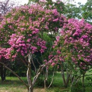 Lagerstroemia Indica, Crape Myrtle Seed 2000 PCS, Crepeflower Ziwei