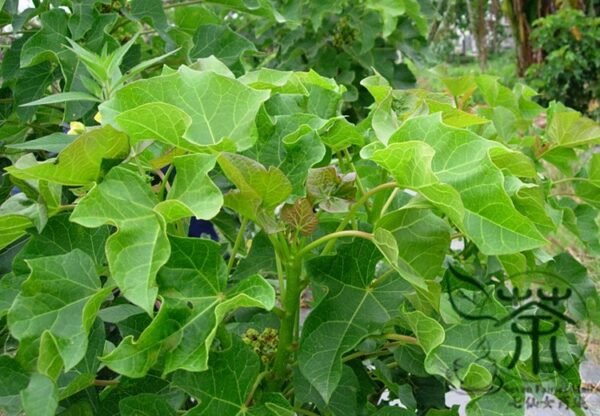 Jatropha Curcas, Barbados Nut Seed 100 PCS, Purging Nut Mafengshu