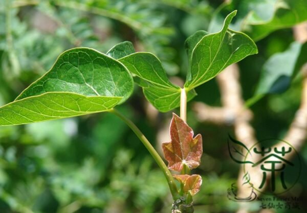 Jatropha Curcas, Barbados Nut Seed 100 PCS, Purging Nut Mafengshu - Image 3