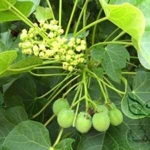 Jatropha Curcas, Barbados Nut Seed 100 PCS, Purging Nut Mafengshu