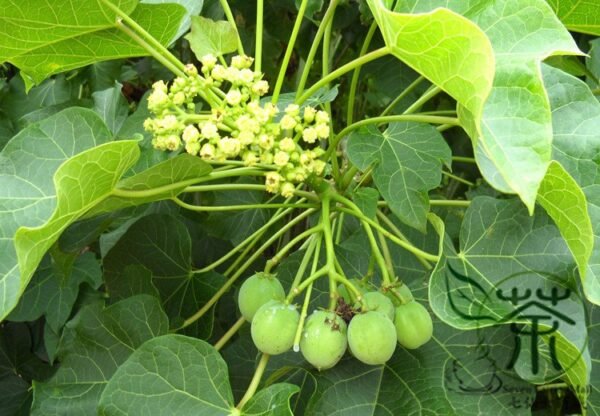 Jatropha Curcas, Barbados Nut Seed 100 PCS, Purging Nut Mafengshu