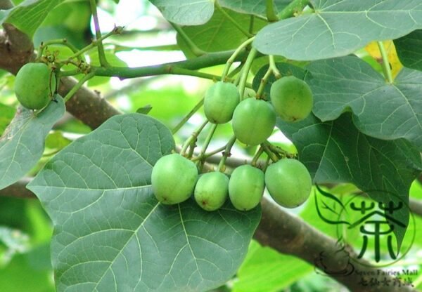 Jatropha Curcas, Barbados Nut Seed 100 PCS, Purging Nut Mafengshu - Image 6