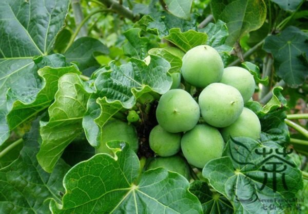 Jatropha Curcas, Barbados Nut Seed 100 PCS, Purging Nut Mafengshu - Image 8