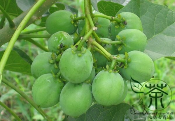 Jatropha Curcas, Barbados Nut Seed 100 PCS, Purging Nut Mafengshu - Image 9